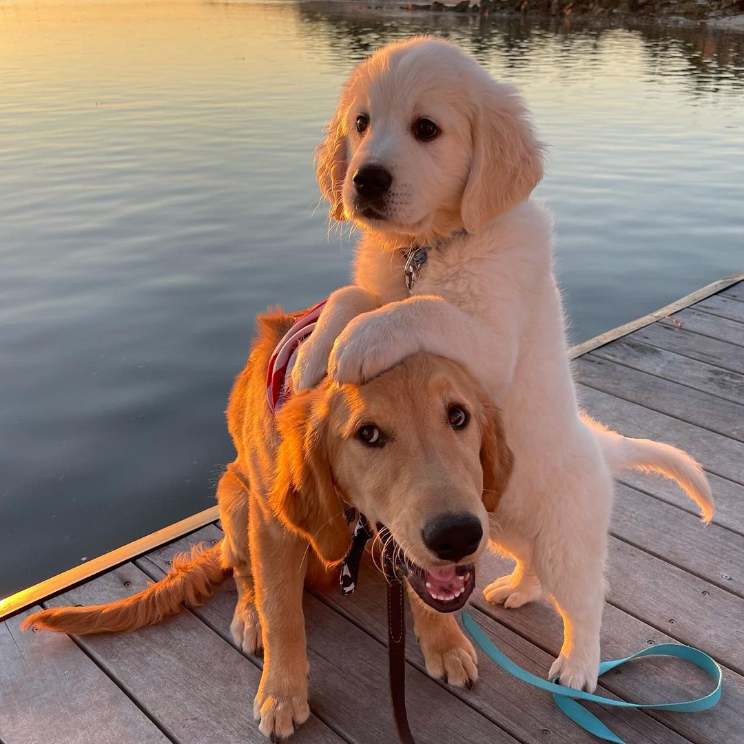 finley_the_golden__