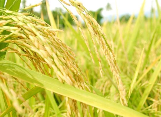 West Bengal to Produce Soft Rice