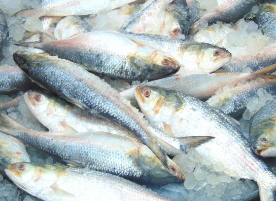 West Bengal State Department of Fisheries proposed to introduce law protecting Hilsa that weighs less than 500 grams