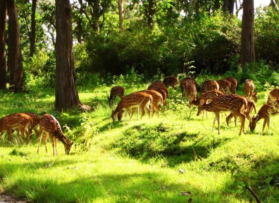 Joypur Forest: The Ultimate Weekend Destination