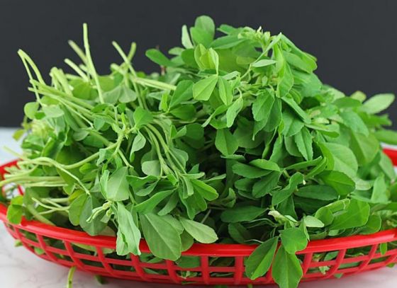 “Methi” Becomes Mandatory in Diet