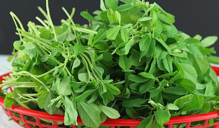 “Methi” Becomes Mandatory in Diet