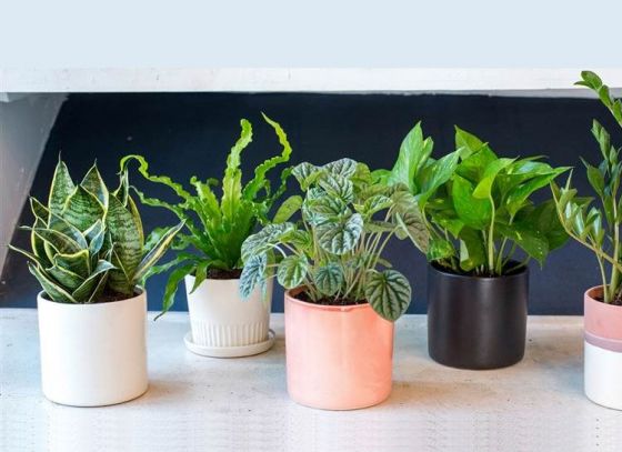 Plants that make breathing easy!