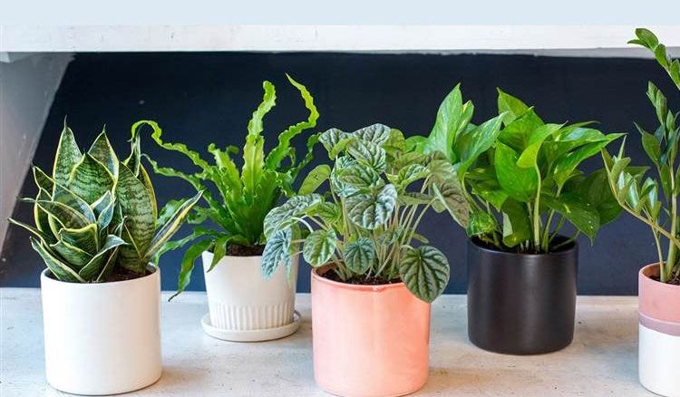 Plants that make breathing easy!