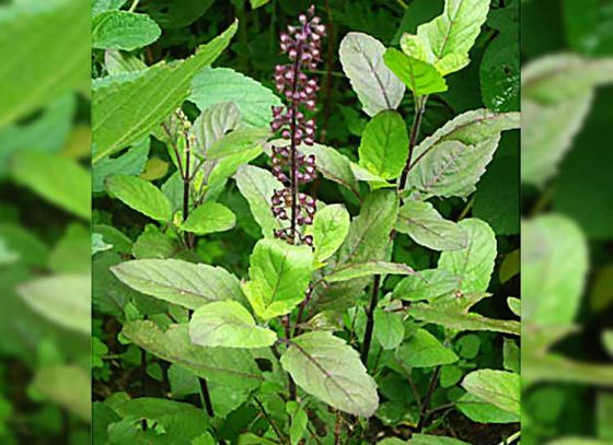 Six Benefits of the holy Tulsi leaves