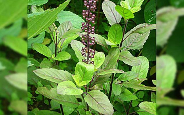 Six Benefits of the holy Tulsi leaves Jiyo Bangla