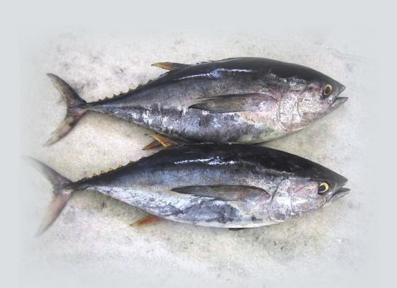 Stunning “Tuna” benefits