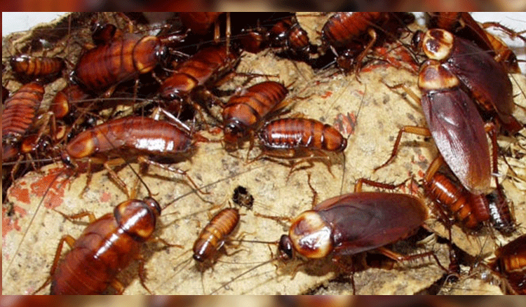 Indestructible Cockroaches