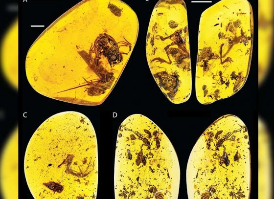 100-Million-Year-Old Frog mirrors today’s frogs