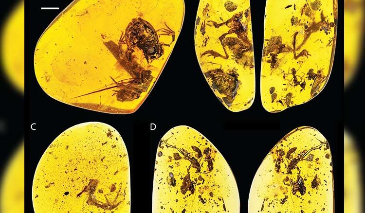 100-Million-Year-OldFrogmirrorstoday’sfrogs