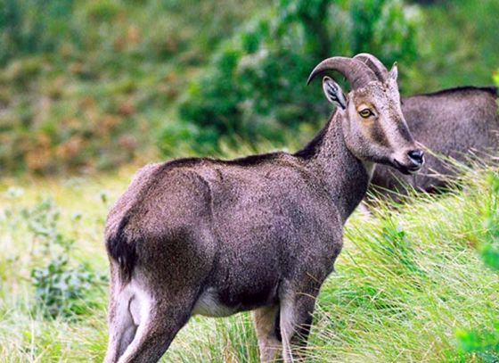 চিতা বাঘের পর এবার বিলুপ্তের থাবায় যে প্রাণীর