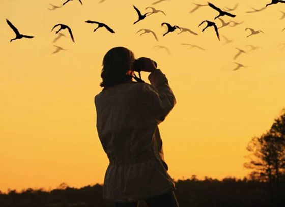 Places to hit this winter if you’re a birdwatcher