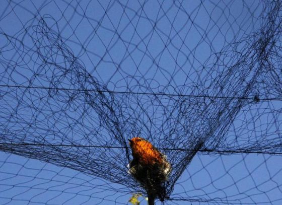 Fishing nets become bird catcher