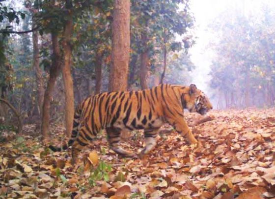 Trace Of Bandhavgarh DNA Found In Poached Tiger