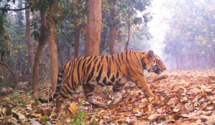 Trace Of Bandhavgarh DNA Found In Poached Tiger