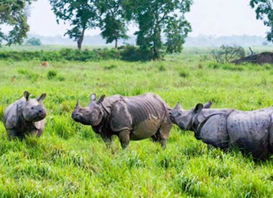 Bengal Tourists To Get More Access To Kaziranga