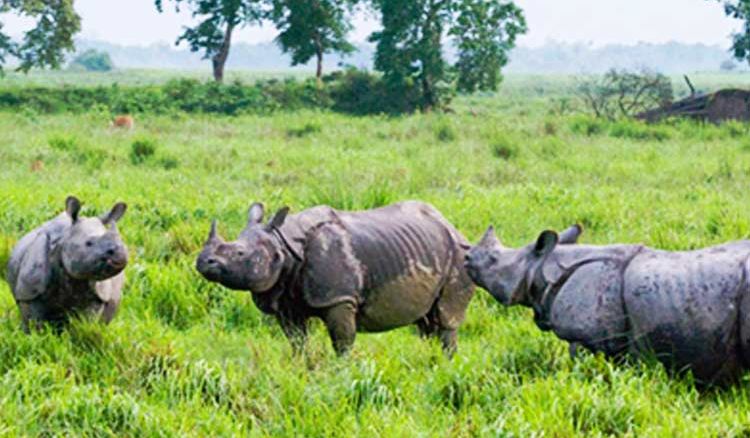 Bengal Tourists To Get More Access To Kaziranga