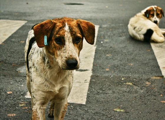 CMC to sterilize stray dogs