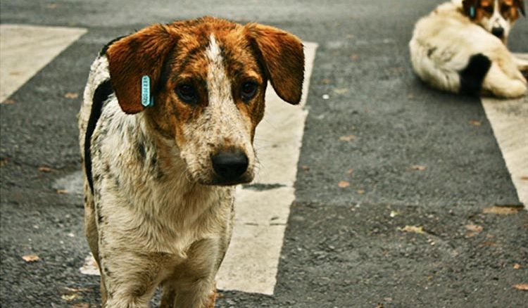 CMC to sterilize stray dogs