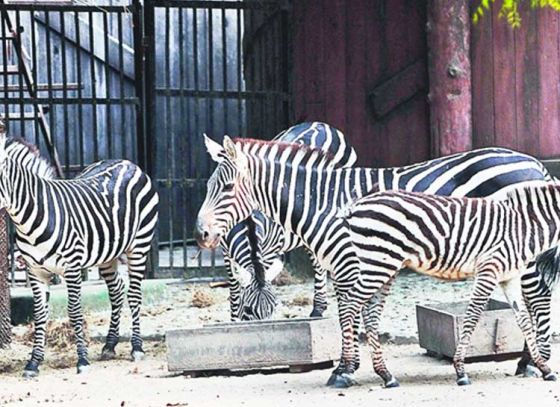 Alipore Zoo, Victoria To Open Early On Rally Day