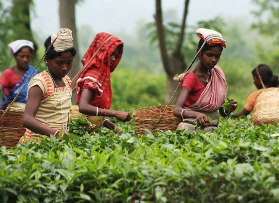 মহিলা চা শ্রমিকদের সন্তানদের জন্য 'ক্রেস'