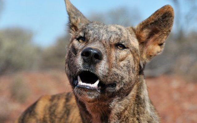 are jackals related to dogs