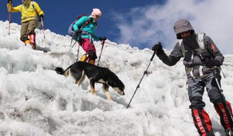 Incredible Himalaya expedition of a street dog