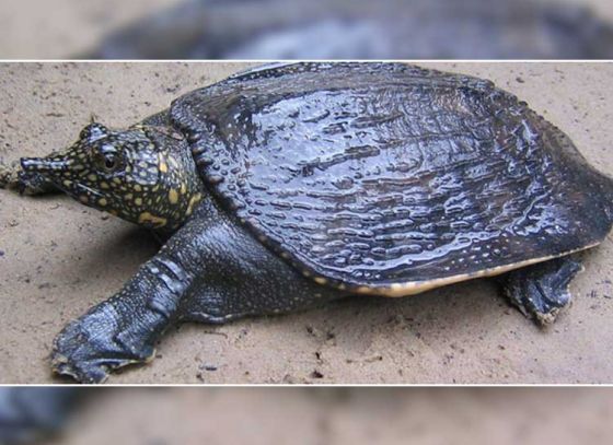 Endangered turtle to become election mascot for Cooch Behar?