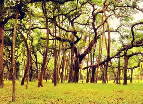 Country’s Oldest Botanical Garden