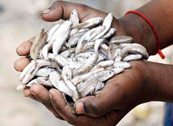 New fish cultivation at Cooch Behar district