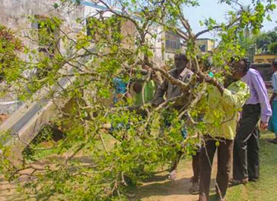 বৃক্ষ স্থানান্তর