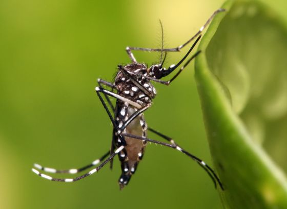 বিকেলের বৃষ্টিতে বাড়ছে ডেঙ্গুর সম্ভাবনা