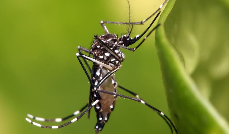 Dengue chances are getting high due to evening rain