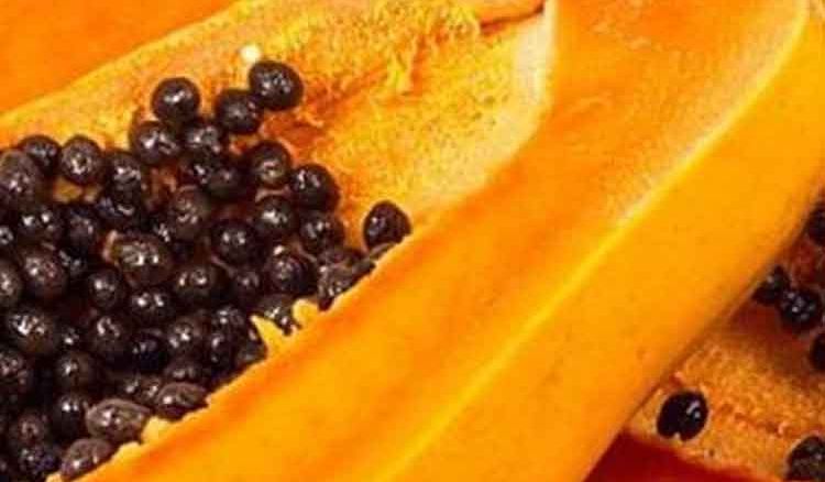 Medicinal effects of papaya seeds