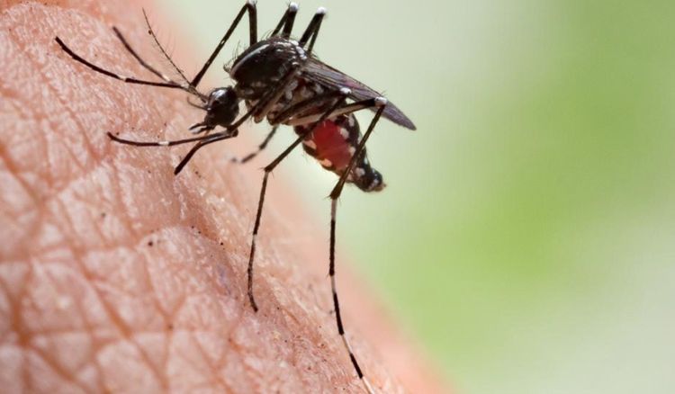 Death by mosquito bite be considered an accident supreme court decides