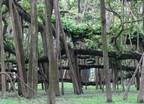 Keeping the 300-year-old banyan tree safe