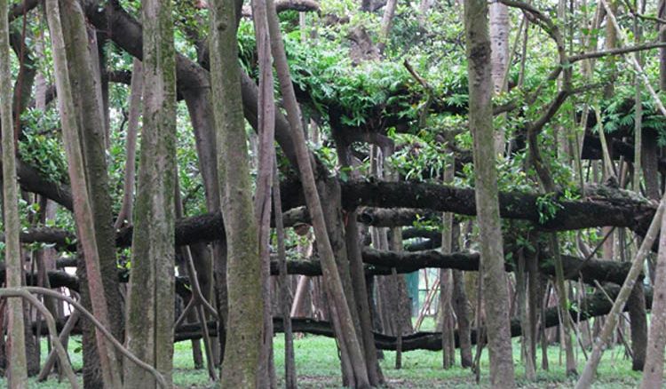 Keeping the 300-year-old banyan tree safe