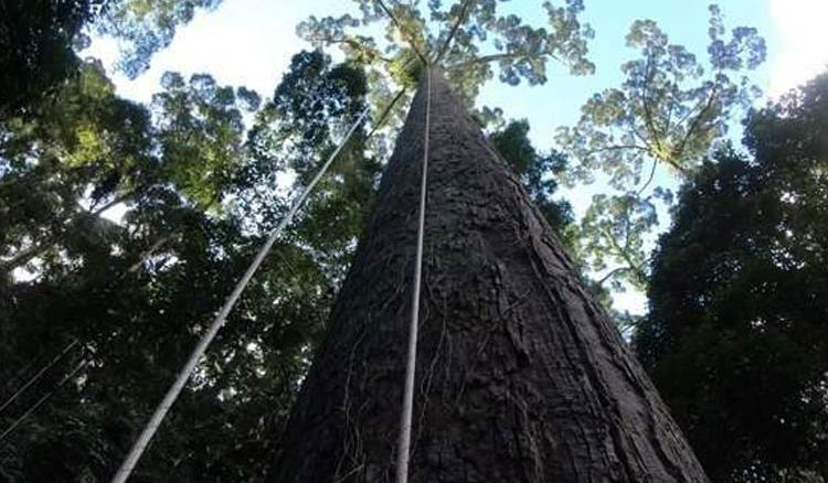 The tallest tree of the world