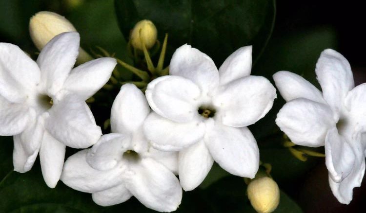 Effect of Jasmine in depression