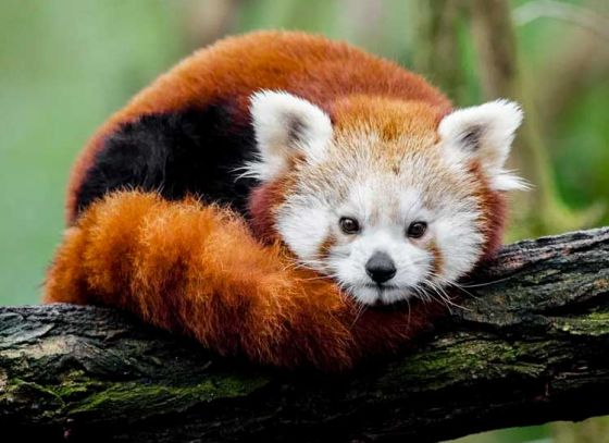 Red Pandas to be released by Darjeeling Zoo