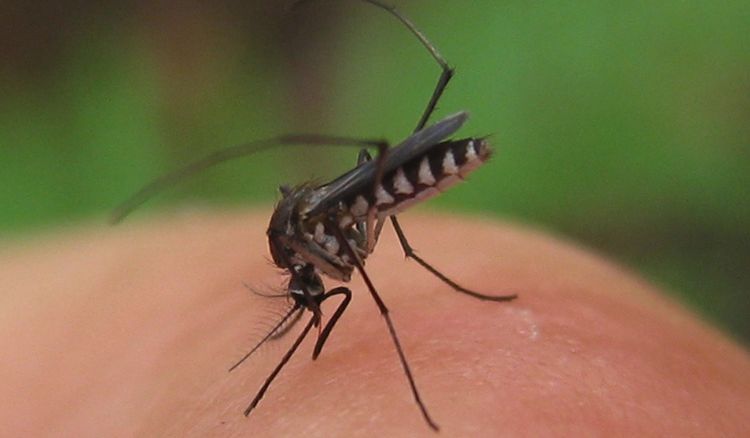 A new vaccine has discovered to prevent malaria