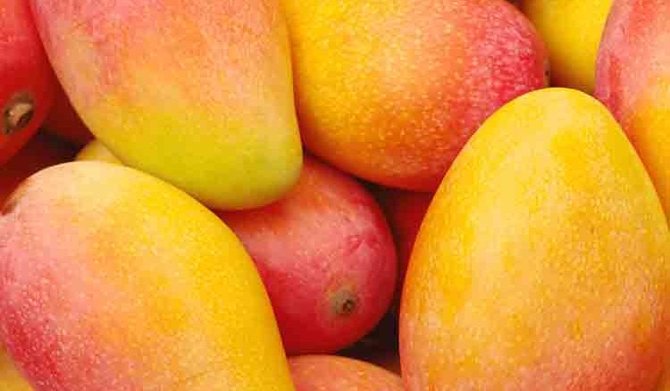 Eating excessive mango is injurious to health