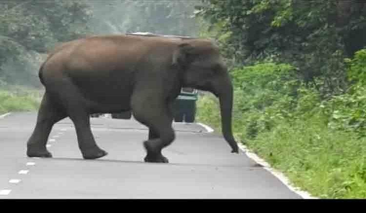 Elephant attacked  at tea garden area