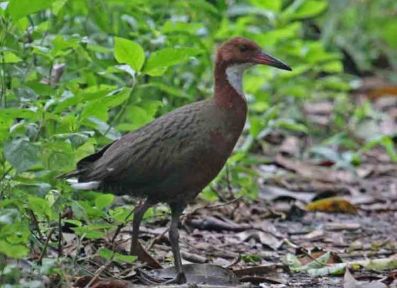 হারিয়ে পাওয়া পাখি