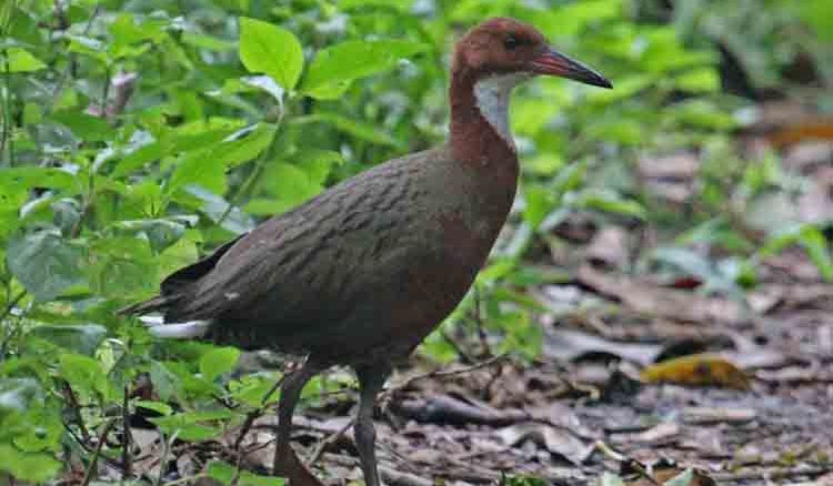 Extinct bird again found in an island of Indian Ocean