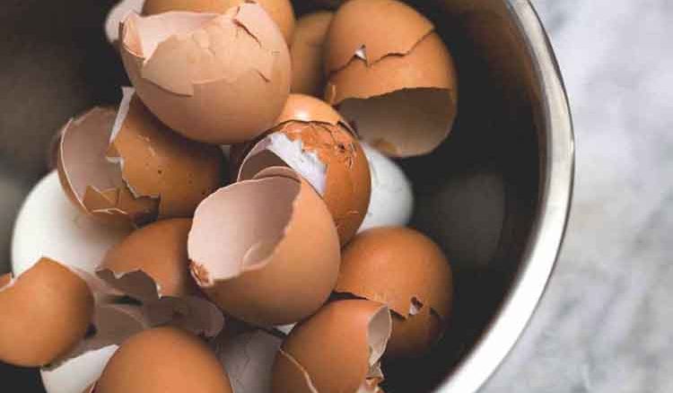 Usefulness of egg shell