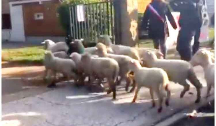 Sheeps admitted school in france