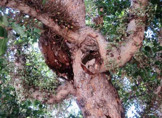 খ্রিস্টজন্মের আগের গাছের সন্ধান