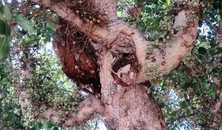 An old tree has been discovered near Carolina, America