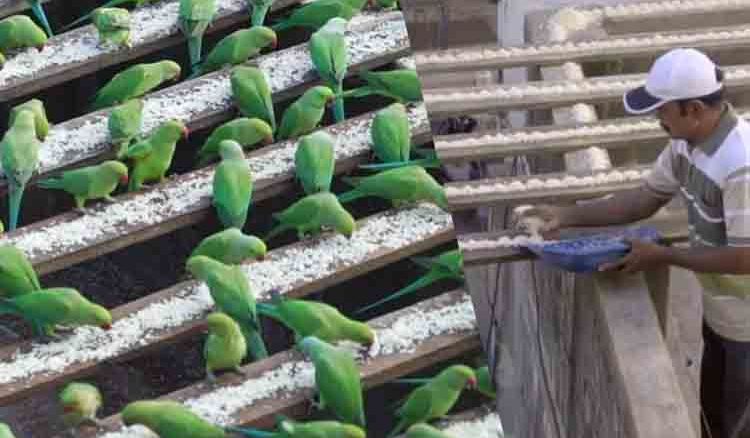 The birdman of India